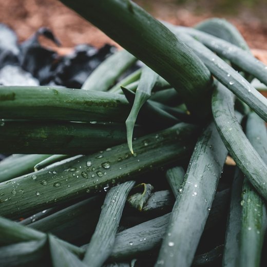 Photo from Unsplash (green plant with dew).