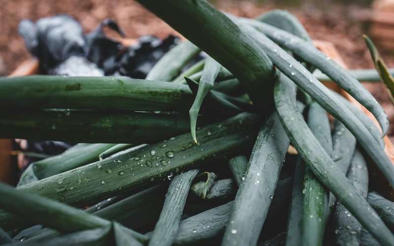 Photo from Unsplash (green plant with dew).