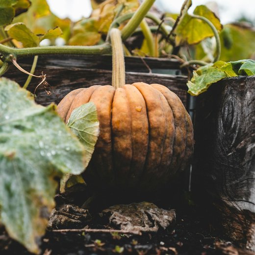 Photo from Unsplash (pumpkin in a garden).