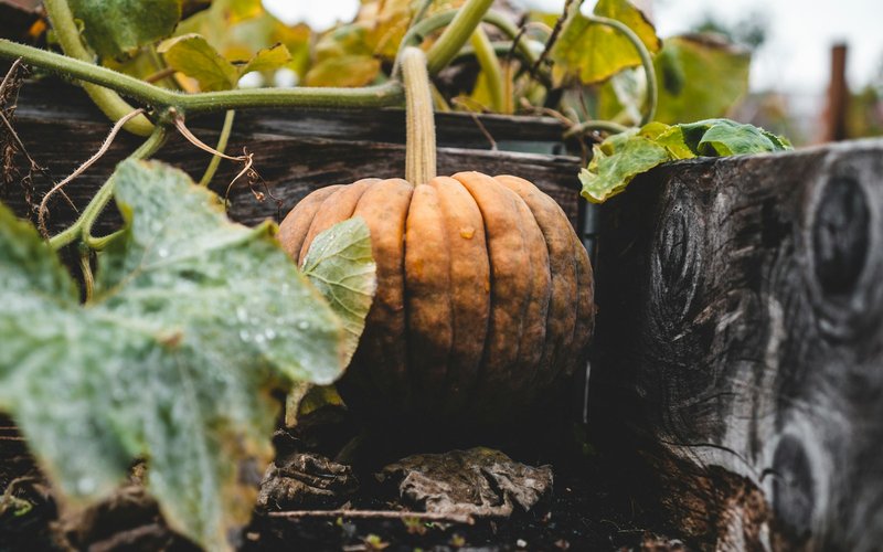 Photo from Unsplash (pumpkin in a garden).