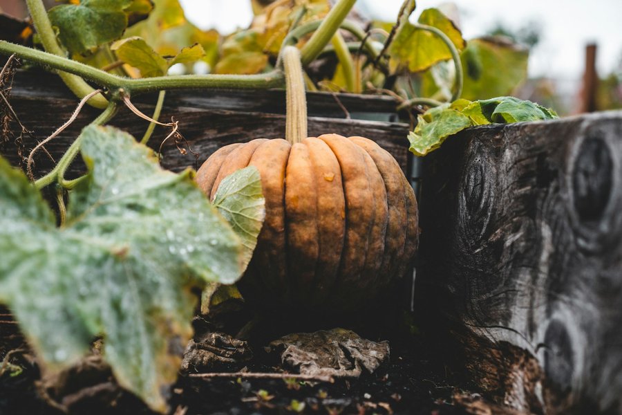 Photo from Unsplash (pumpkin in a garden).