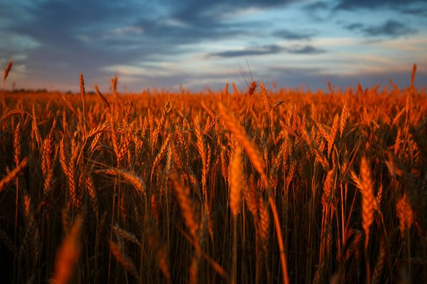 Photo from Unsplash (wheat field under dramatic sky).
