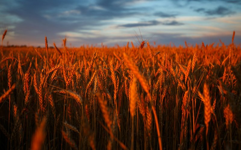 Photo from Unsplash (wheat field under dramatic sky).