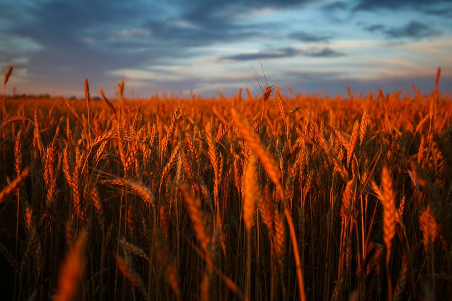 Photo from Unsplash (wheat field under dramatic sky).