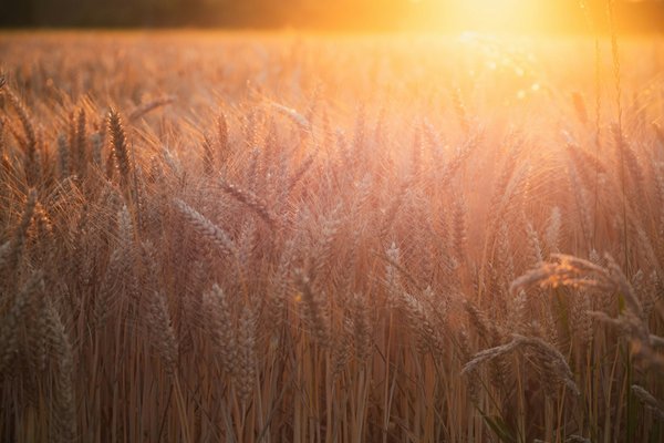 Photo from Unsplash (wheat field in sunlight).