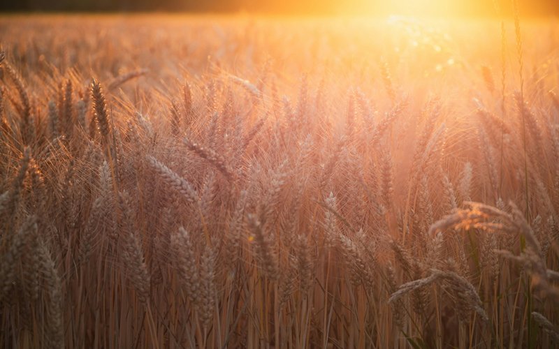 Photo from Unsplash (wheat field in sunlight).