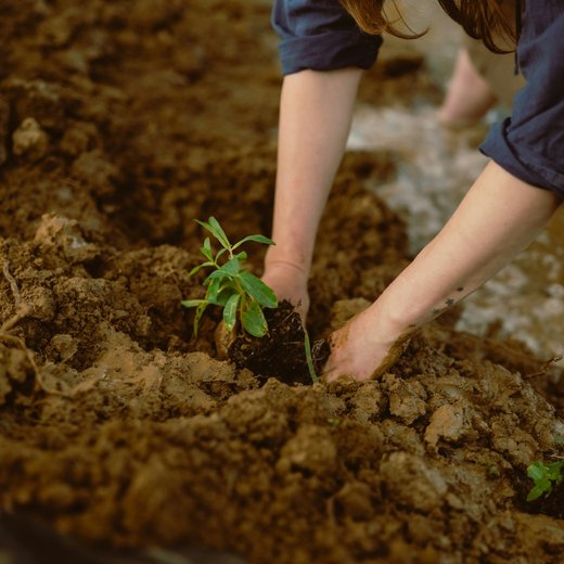 Photo from Unsplash (hands planting a seedling).