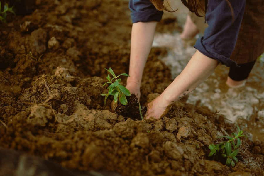Photo from Unsplash (hands planting a seedling).